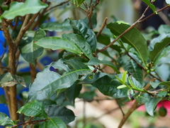 Camellia sinensis assamica