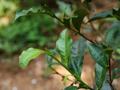 Camellia sinensis assamica