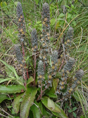 Thompsonella minutiflora