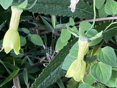 Codonopsis kawakamii