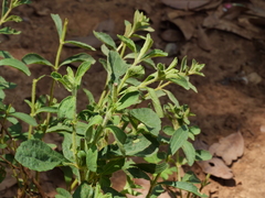 Stevia rebaudiana