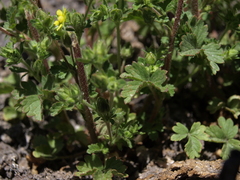 Potentilla biennis