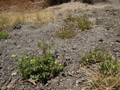 Potentilla biennis