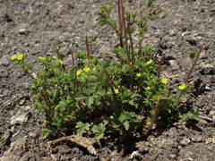Potentilla biennis