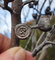Eucalyptus burgessiana