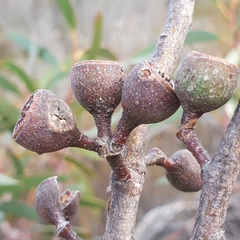 Eucalyptus burgessiana