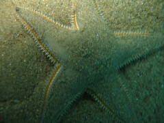 Astropecten jonstoni