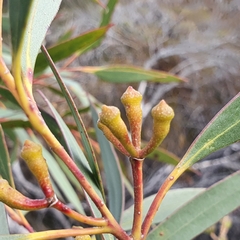 Eucalyptus burgessiana