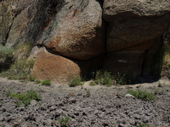 Potentilla biennis