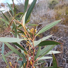 Eucalyptus burgessiana