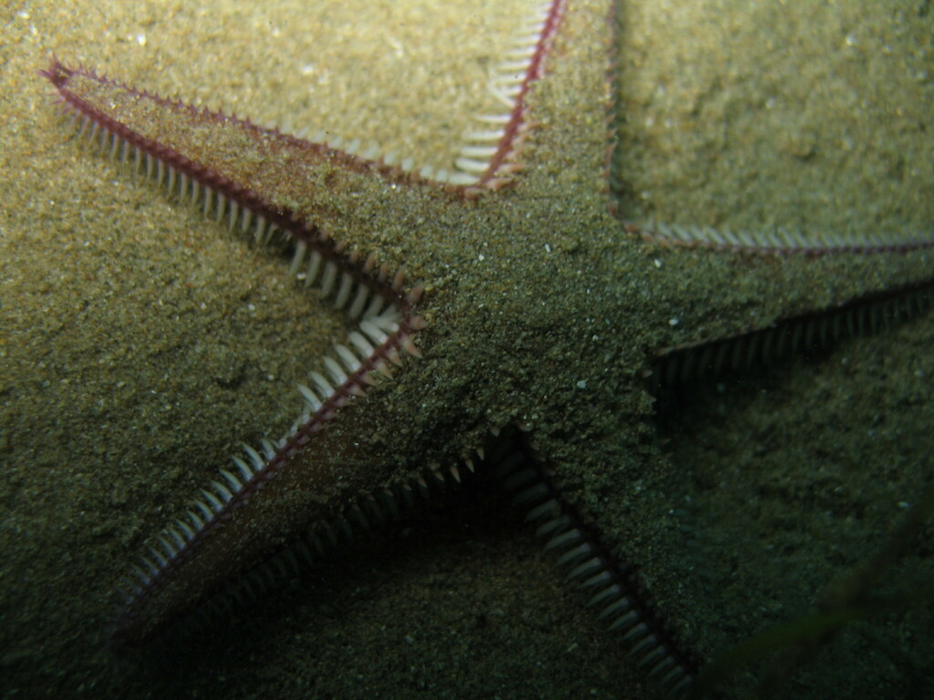 Astropecten bispinosus