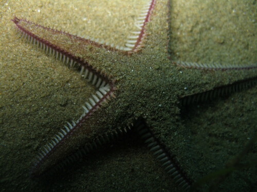 Étoile peigne hérissée