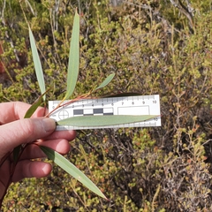 Eucalyptus burgessiana