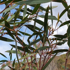 Eucalyptus burgessiana