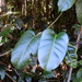 Parsonsia latifolia - Photo (c) paluma, algunos derechos reservados (CC BY-NC), subido por paluma