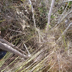 Eucalyptus burgessiana