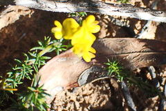 Aspalathus crassisepala