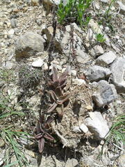 Thompsonella minutiflora