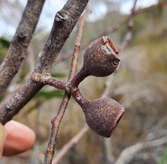 Eucalyptus burgessiana