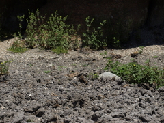 Potentilla biennis