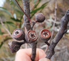 Eucalyptus burgessiana