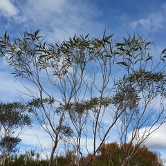 Eucalyptus burgessiana
