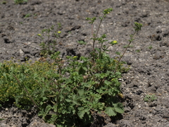 Potentilla biennis
