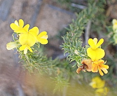 Aspalathus crassisepala