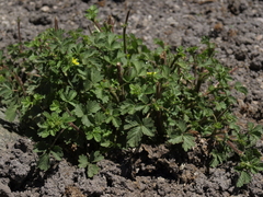 Potentilla biennis