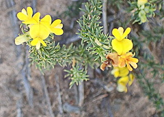 Aspalathus crassisepala