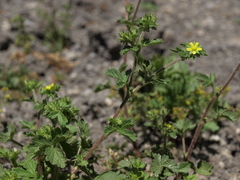Potentilla biennis