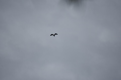 Egretta novaehollandiae