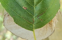 Bucculatrix cidarella