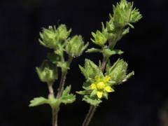 Potentilla biennis