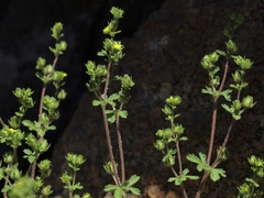 Potentilla biennis