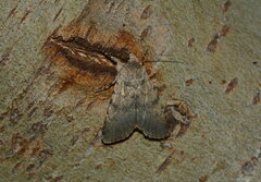 Dichagyris umbrifera