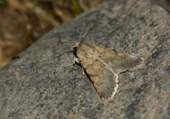 Dichagyris umbrifera