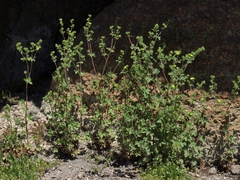 Potentilla biennis