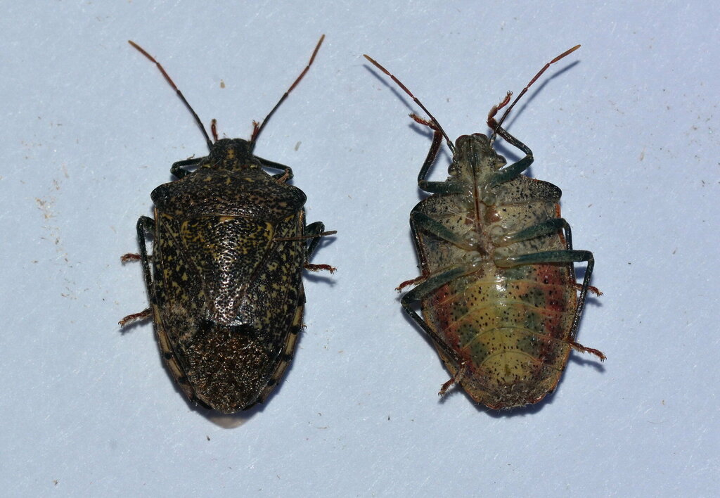Alloeoglypta