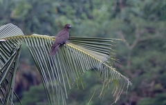 Coracopsis vasa comorensis