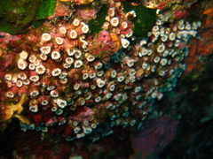 Polycyathus muellerae