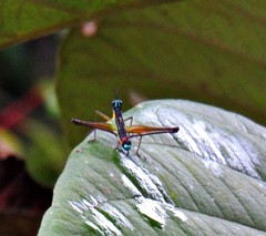 Paramastax duquei