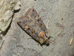 Opigena polygona
