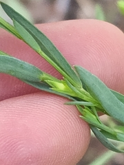 Linum neomexicanum