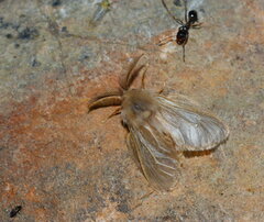 Oiketicoides plotnikovi