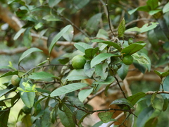 Citrus depressa