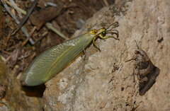 Myrmecaelurini
