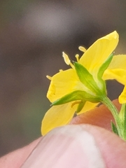 Linum neomexicanum
