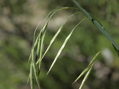 Bromus porteri