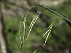 Bromus porteri